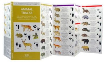 Pocket Naturalist: Animal Tracks